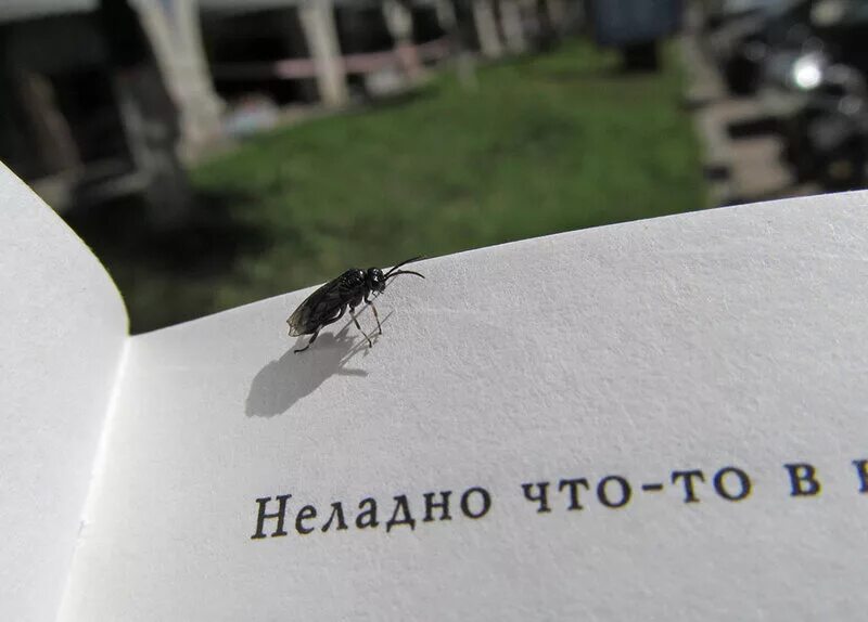 Прогнило что то в датском королевстве. Неладно что-то в датском королевстве. неспокойно в датском королевстве. неладно что-то в датском королевстве точная цитата. гниль в королевстве датском.