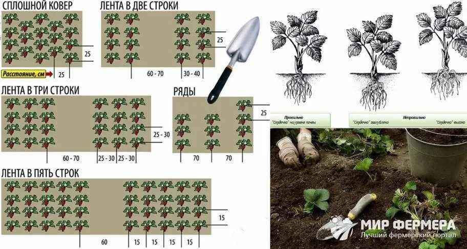 Схема посадки ремонтантной клубники. Клубника схема посадки двухстрочная. Схема посадки ремонтантной земляники. Схема посадки клубники в открытом грунте.