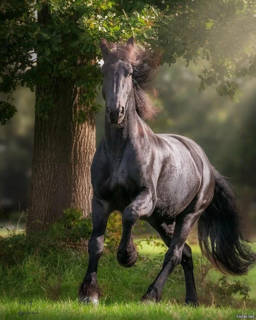 Картинки лучших лошадей. Лошади. Красивые лошадки. Красивый конь. Красивые грациозные лошади.