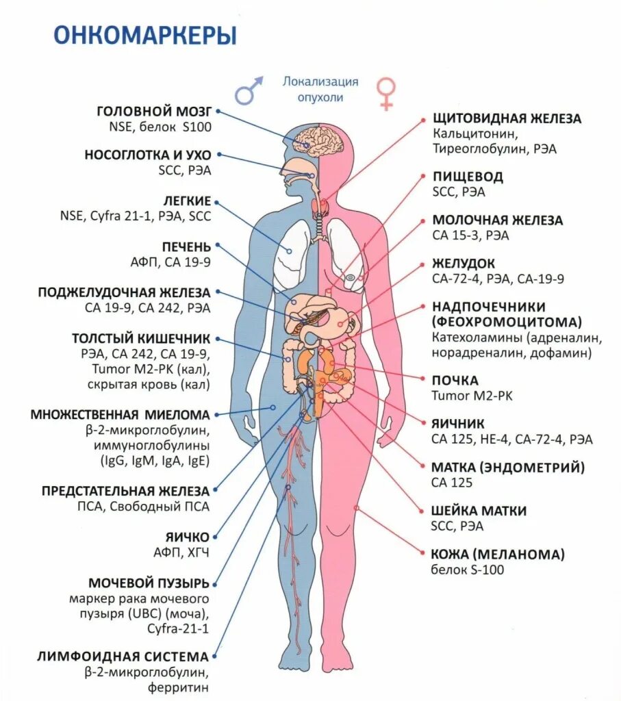 Онкомаркеры локализация опухоли. Онкомаркеры са 72-4. Онкомаркеры CA 125. Показатели опухолевого маркера са-19-9. Железа женские органы