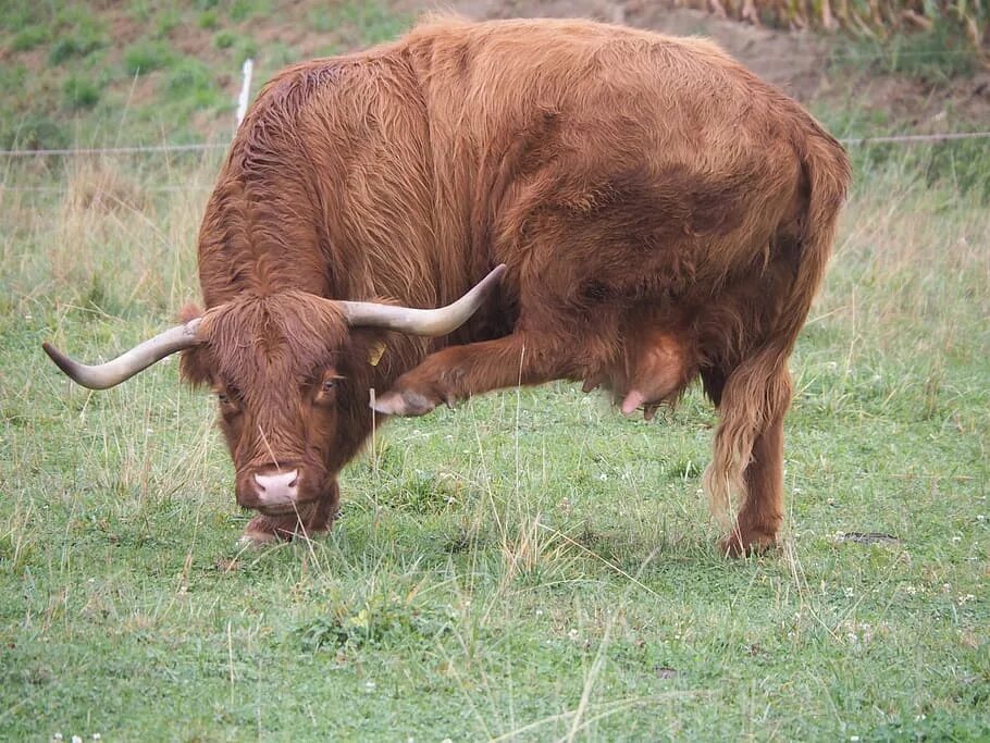 Коричневая корова. Cow zoo. Зебу. Монбельярдская порода. Индийская корова.