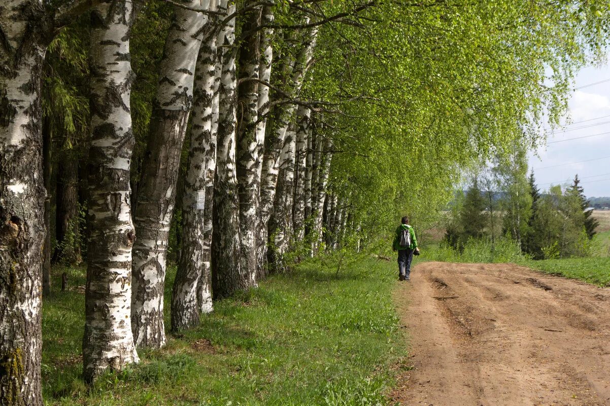 Две березки у дороги минус. Екатерининские березы в Кировской области. Сокольский район Проселочная дорога БЕРЕЗЫВ. Береза у дороги. Березы вдоль дороги.