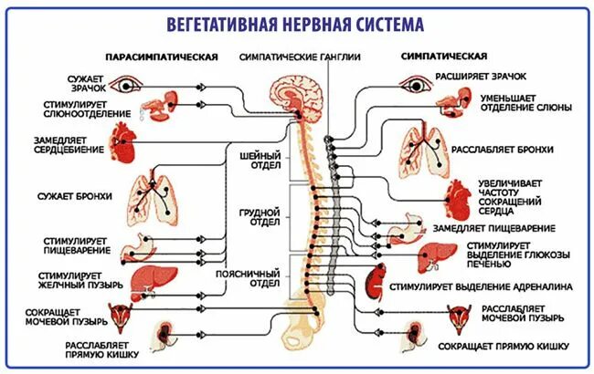 Парасимпатический отдел вегетативной системы. Симпатическая и парасимпатическая нервная система таблица. Парасимпатический отдел вегетативной нервной системы. Работа симпатической и парасимпатической нервной системы таблица.