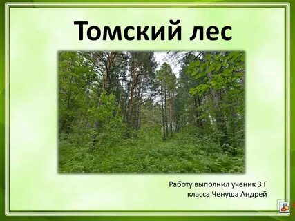Звуки леса презентация