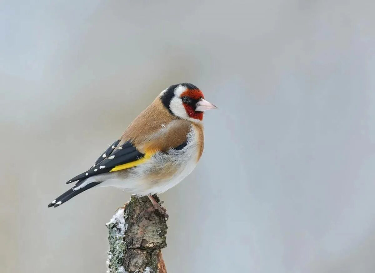 Щегол картинки. Красноголовый щегол. черноголовый щегол. щегол (carduelis carduelis). черноголовый щегол птица.