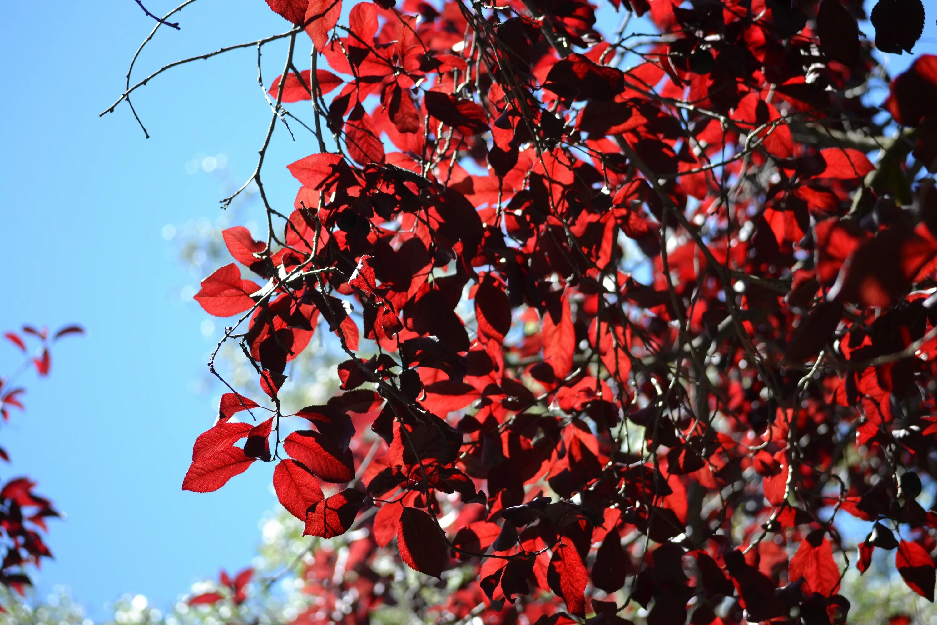 Дерево с красными листьями название. Вишня краснолистная. Слива краснолистная Писсарди. Дерен с красными листьями. Черемуха с красными листьями.