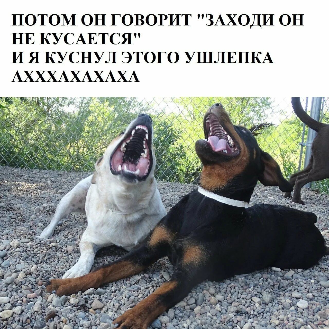 Дети и собаки цитаты смешные. У меня есть собака. Счастье собаки. Высказываниямо собаках. Любимые животные.