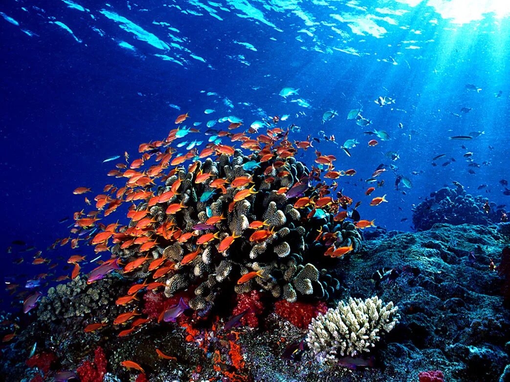 Coral life. Бунакен Индонезия. Коралловые рифы Фиджи. Дахаб коралловые рифы. Большой морской риф Фиджи.