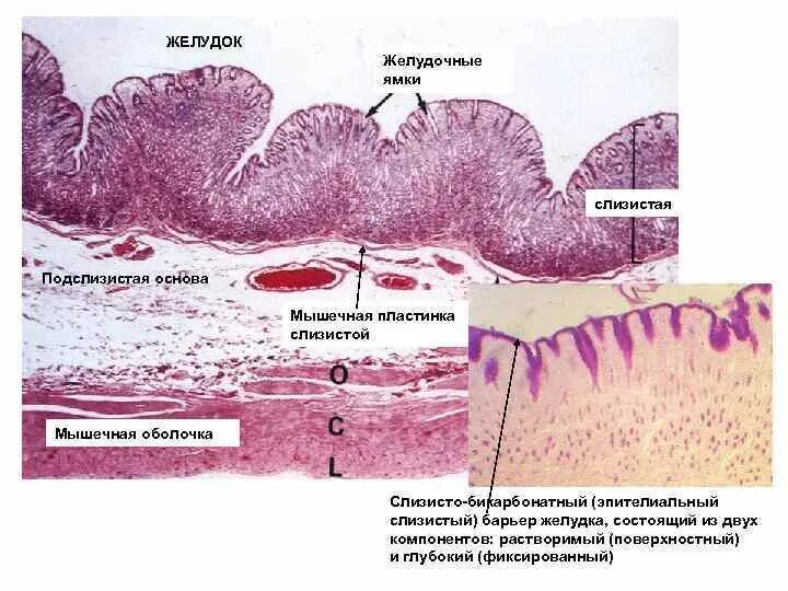 Мышечная пластинка слизистой оболочки. Мышечная пластинка слизистой желудка. Слизисто-бикарбонатный барьер желудка гистология. Бикарбонатный барьер желудка.