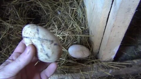 Сколько гуска сидит на яйцах для вывода