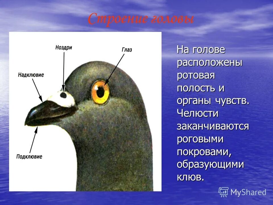 изучение внешнего строения птиц. особенности внешнего строения птиц. внешнее строение головы птицы. внешнее строение птицы биология 7 класс. строение надклювья птиц.