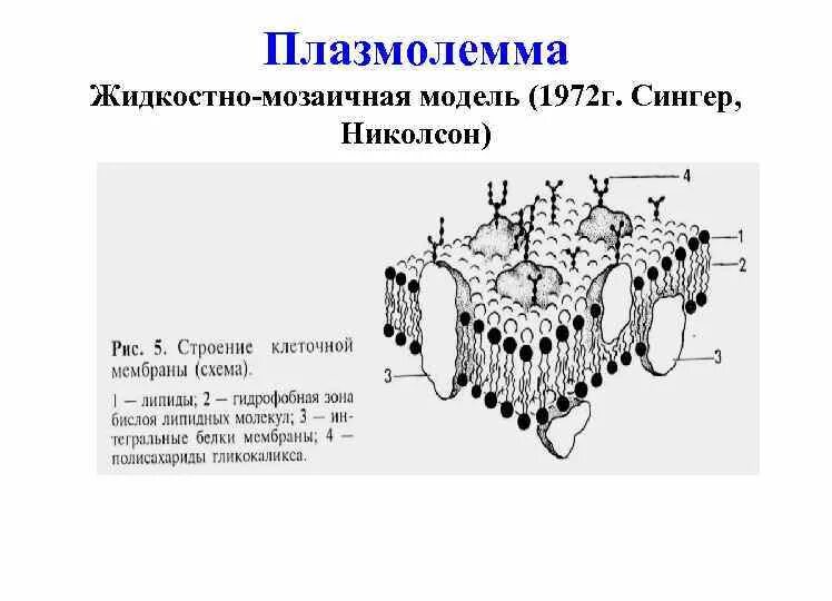 Определите модель какой клеточной структуры изображена. Схема строения плазмолеммы. схема жидкостно-мозаичной модели строения плазматической мембраны. модель мембраны сингера николсона. схема строения клеточной мембраны жидкостно мозаичной модели.