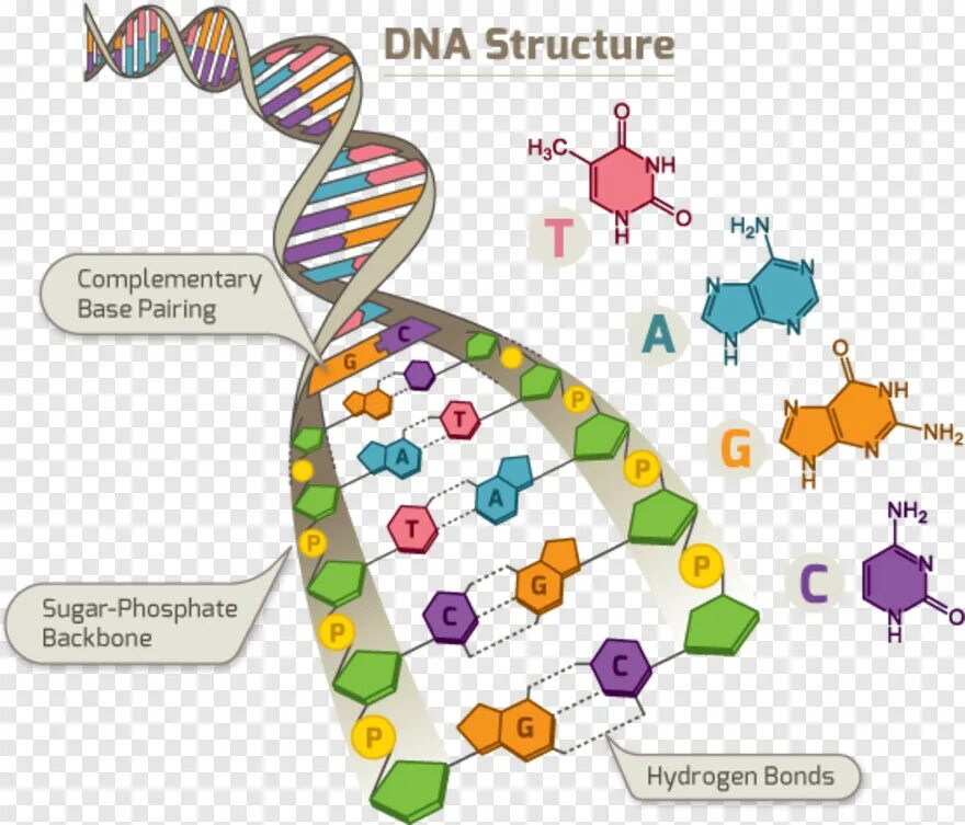 ДНК анимация. ДНК Анимашка. Генетика гифки. ДНК анимация для презентации.