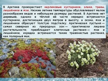 Малое разнообразие