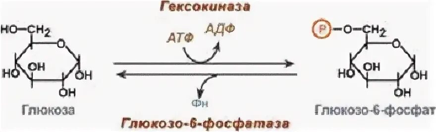Схема реакции фосфорилирования глюкозы. Из глюкозы в глюкозо 6 фосфат. Глюкоза глюкозо 6 фосфат фермент. Глюкозо 1 фосфат. Глюкоза гексокиназа.