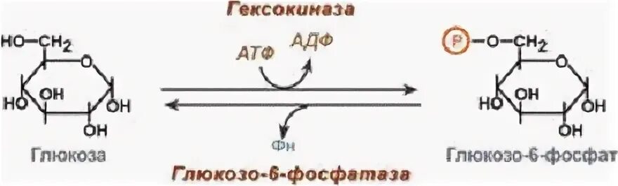 Активация глюкозы с затратой атф. Глюкоза в глюкозо 6 фосфат реакция. Реакция активирования Глюкозы. Схема реакции фосфорилирования Глюкозы. Реакция превращения Глюкозы в глюкозо-6-фосфат.