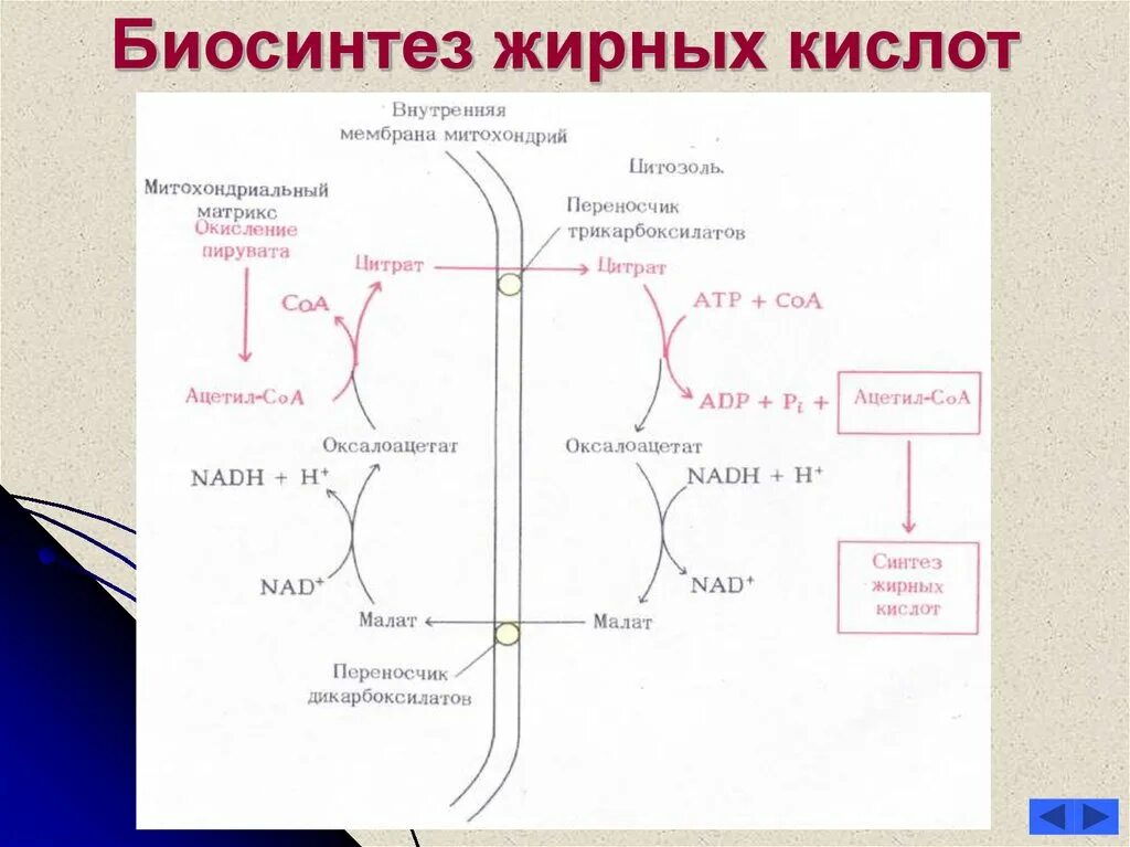 Толстой синтез. Биосинтез высших жирных кислот схема. Синтез жирных кислот биохимия реакции. Синтез жирных кислот биохимия схема. Биосинтез высших жирных кислот 2 этап.