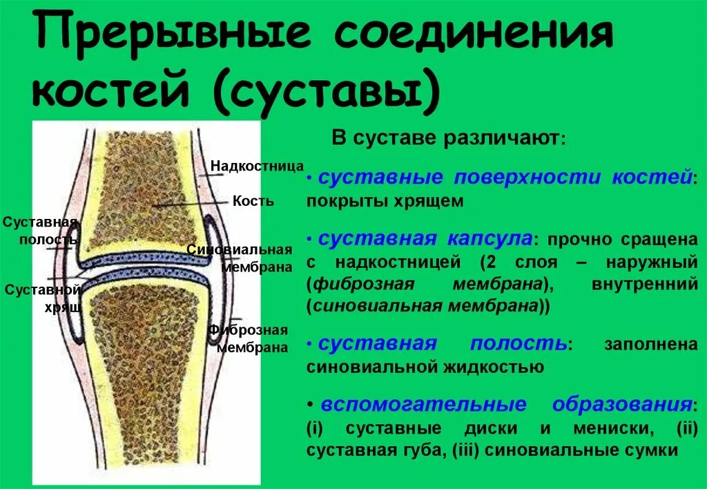 Сустав 2 соединение костей. Прерывные соединения костей суставы. Соединение костей непрерывные и прерывные соединения костей. Хрящ покрывающий суставные поверхности костей. Прерывные соединения костей кратко.