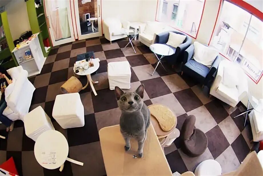 Как найти ключ от котокафе. Кошачье кафе - &quot;cat cafe&quot; в японии. котокафе мурчашка. кошачьи кафе в японии.