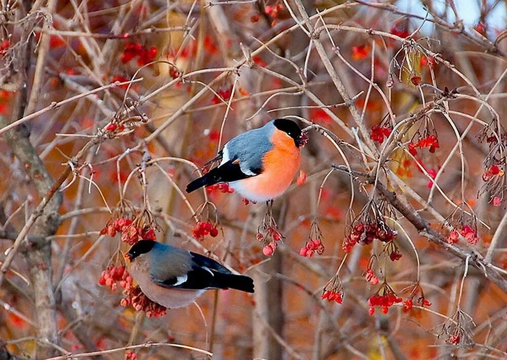 птицы осенью и зимой. снегири на рябине. птицы осенью и зимой. снегири на рябине. синичка лазоревка.