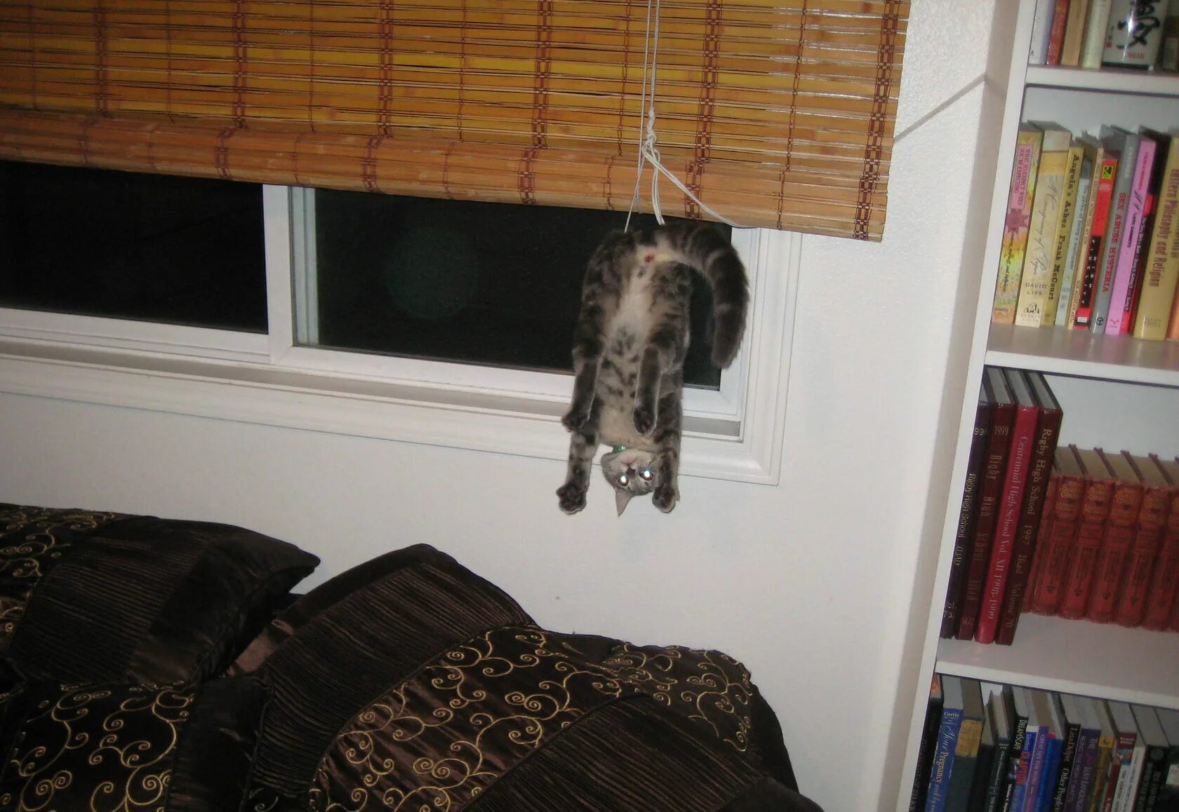 Повешенные кошки. Кот на шторах. Смешные шторы. Кот запутался в шторе. Кот на занавеске.