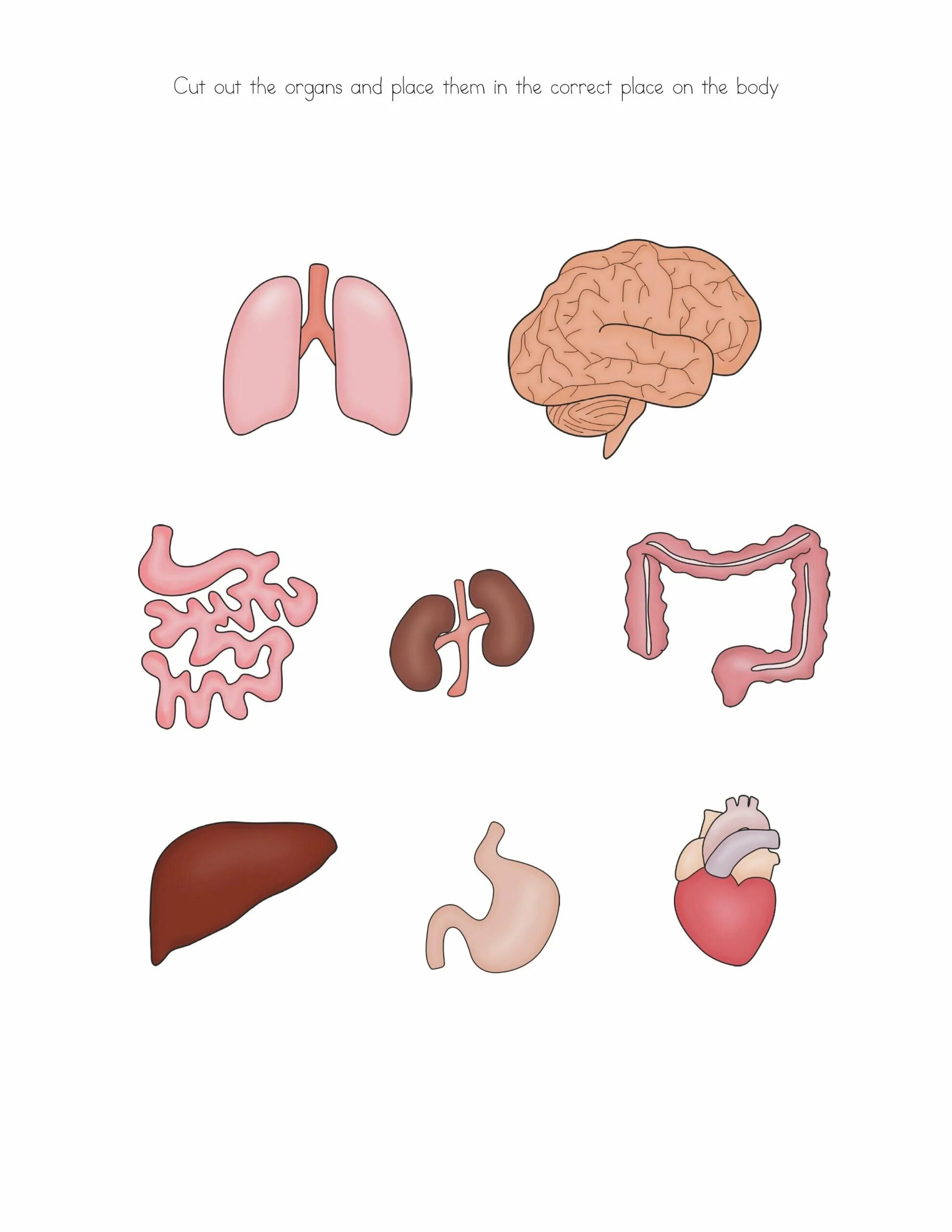 модель внутреннего строения человека. тело человека внутренние органы для детей.
