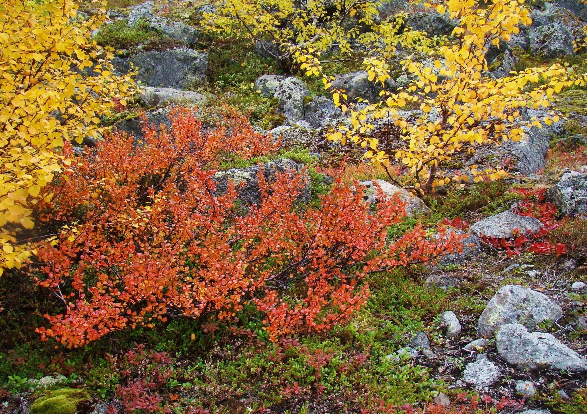 Береза карликовая Betula Nana. Карликовая берёза в тундре. Карликовая береза кустарник