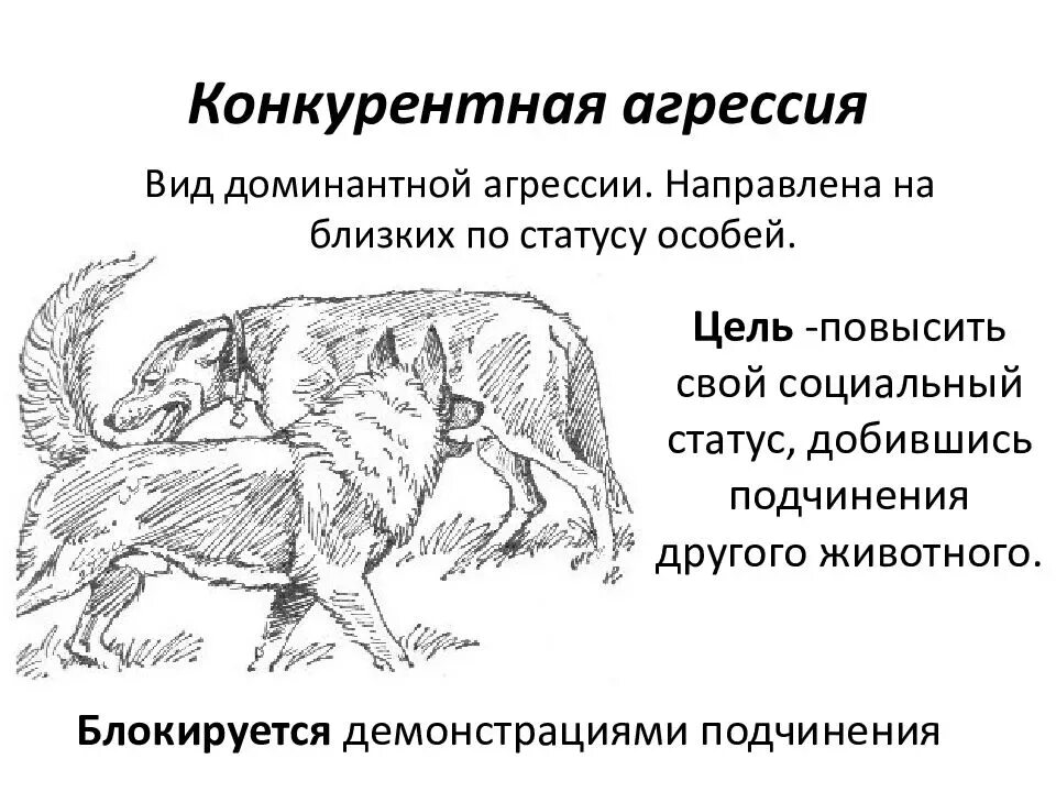 Поступью значение. Типы агрессии у собак. Агрессия собак. Агрессивное поведение собаки. Причины агрессии у собак.