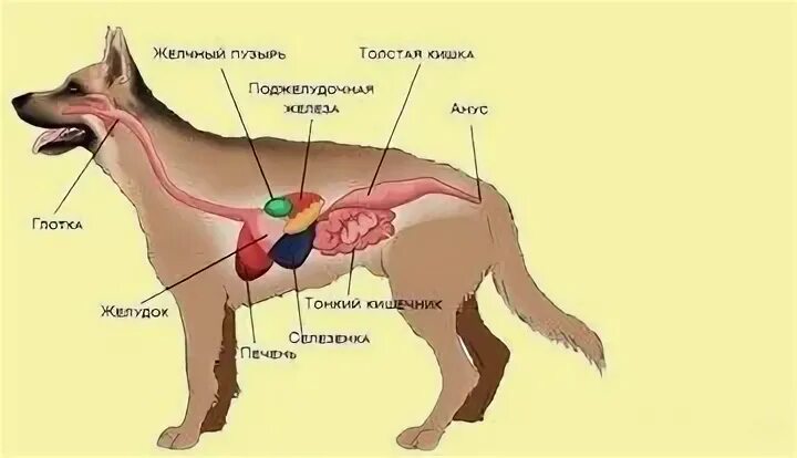 У собаки кал со слизью и кровью. У собаки стул с кровью и слизью. Лечение слизи у собаки