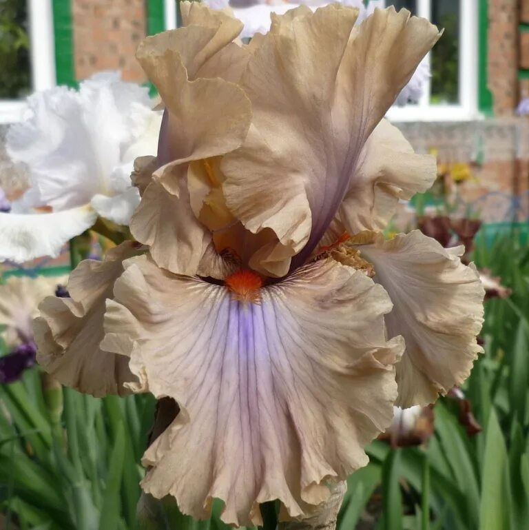 ирис кофе. ирис coffee trader. ирис бородатый капучино. ирис коффи трейдер. Coffee cove ирис.