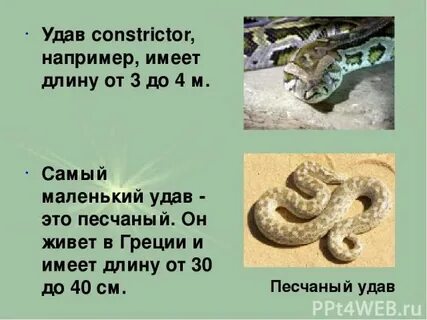 Удав длиной 3 метра прополз бревно