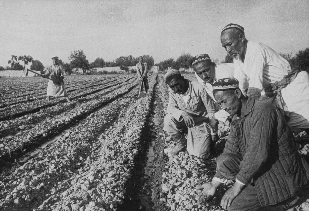 Хлопок в старом. Узбекистан — хлопководство СССР. Узбекистан 1930. Таджикистан — хлопководство СССР. Узбекистан сельское хозяйство хлопководства.