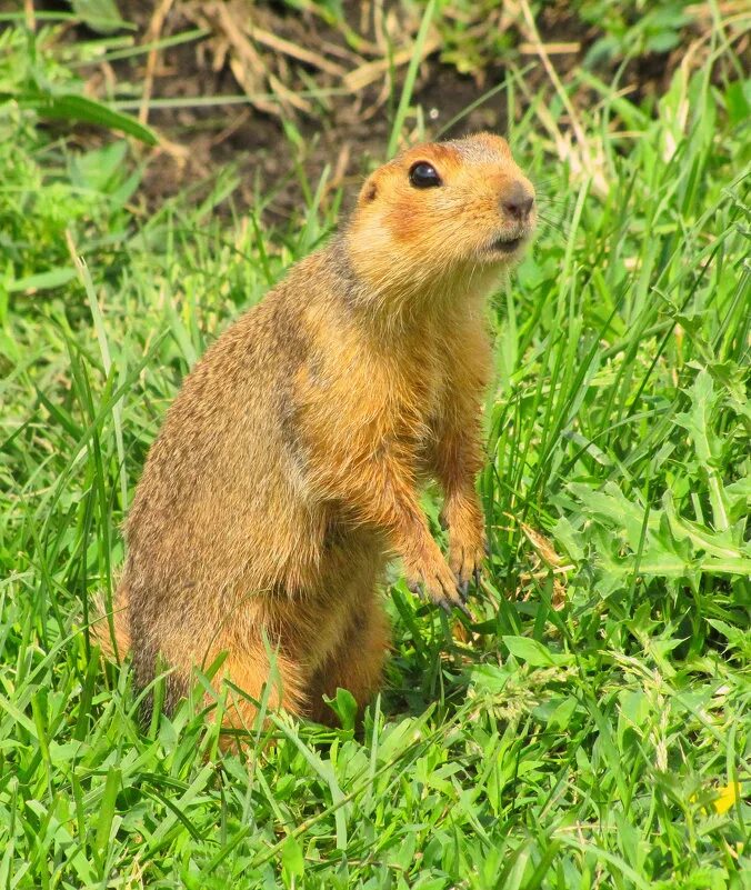 Птица суслик. Суслик Краснощекий. Большой суслик (Spermophilus Major). Суслик Краснощекий (Spermophilus erythrogenys). Суслик большой Самарской области.