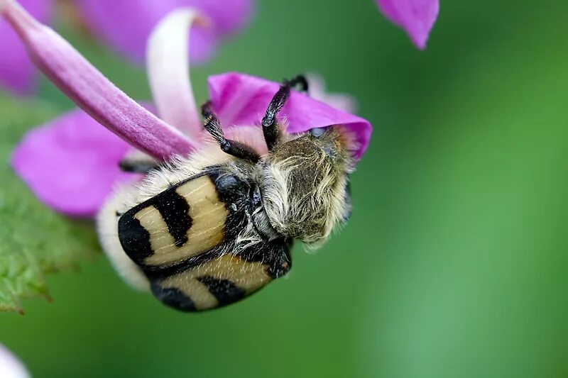 Жук похожий на шмеля. Восковик полосатый. Восковик полосатый. Жук восковик полосатый. Beetle bee.