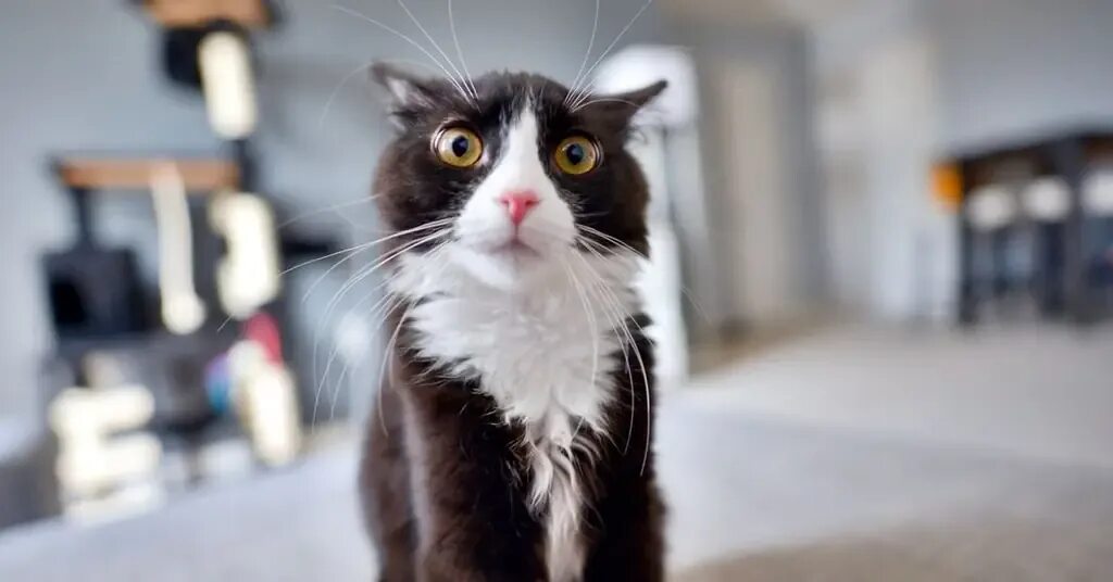 Кошка. Кошка нервничает. Хитрый кот. Стресс у кошки. Морда кота.