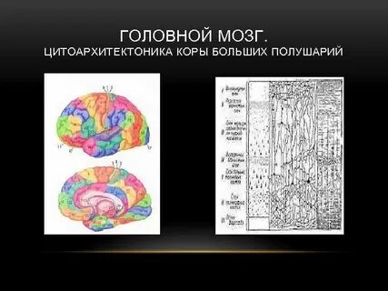 Какая нервная система управляет корой больших полушарий
