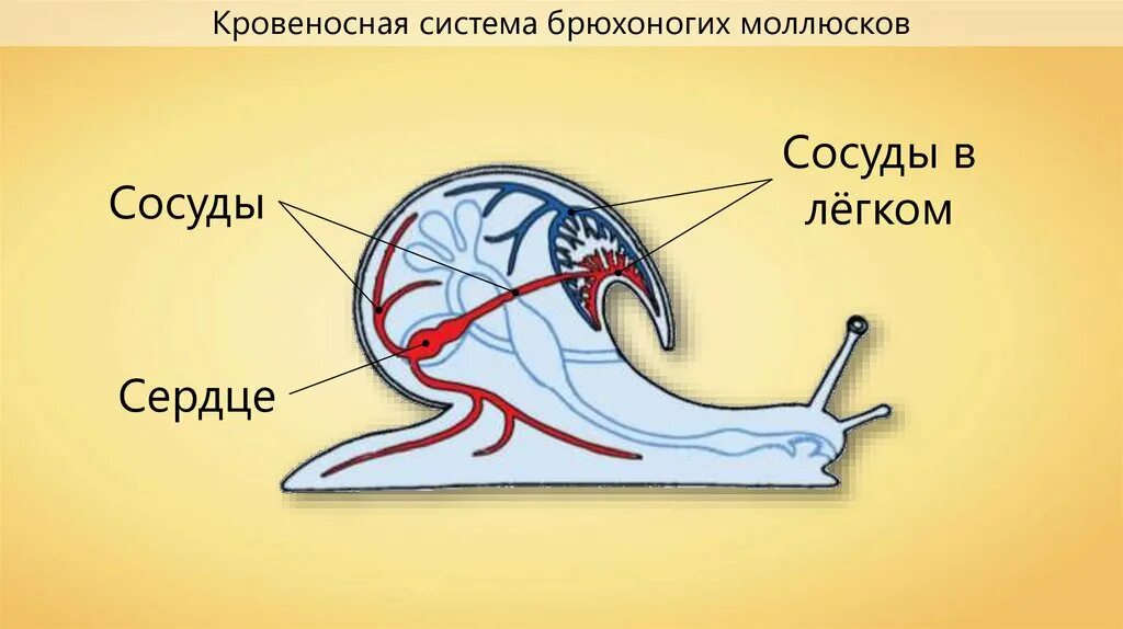 Брюхоногие моллюски дыхательная система. Строение кровеносной системы брюхоногих моллюсков. Дыхательная система брюхоногих моллюсков. Сердце брюхоногих моллюсков.