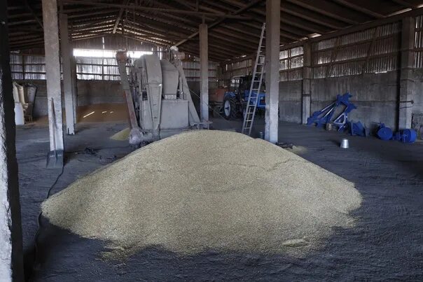 Склад для хранения зерна. Урожай зерновых. 2 тонны зерна. Жатва пшеницы. Пшеница на складе.