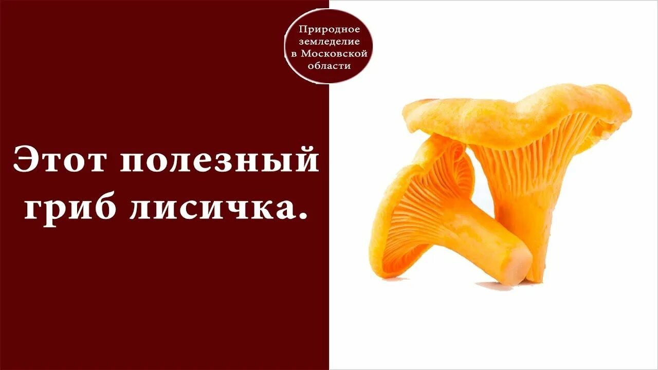 Грибы лисички польза вред. Вредная лисичка гриб. Лисичка гриб красивый. Лисичка шляпка снизу. Как нарисовать гриб лисичку.