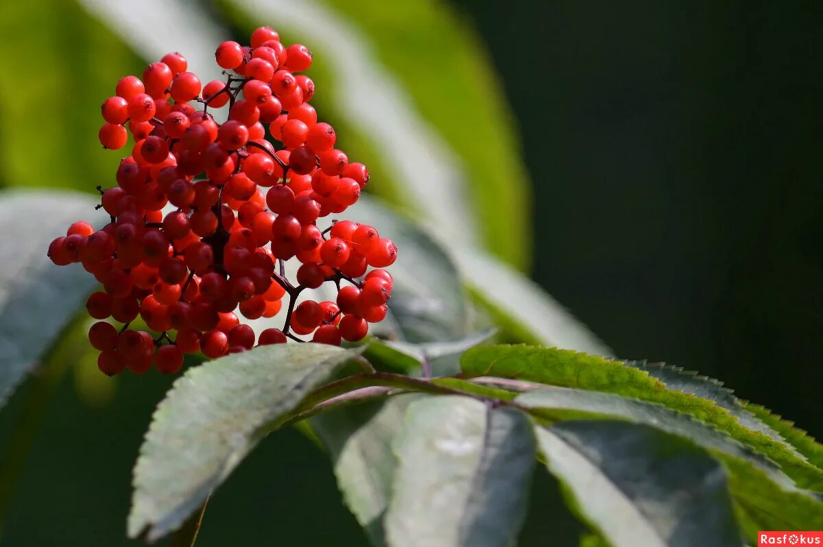 бузина 6. бузина соцветие. бузина черная (sambucus nigra). Sambucus nigra 'guincho purple'. ягоды черной бузины.