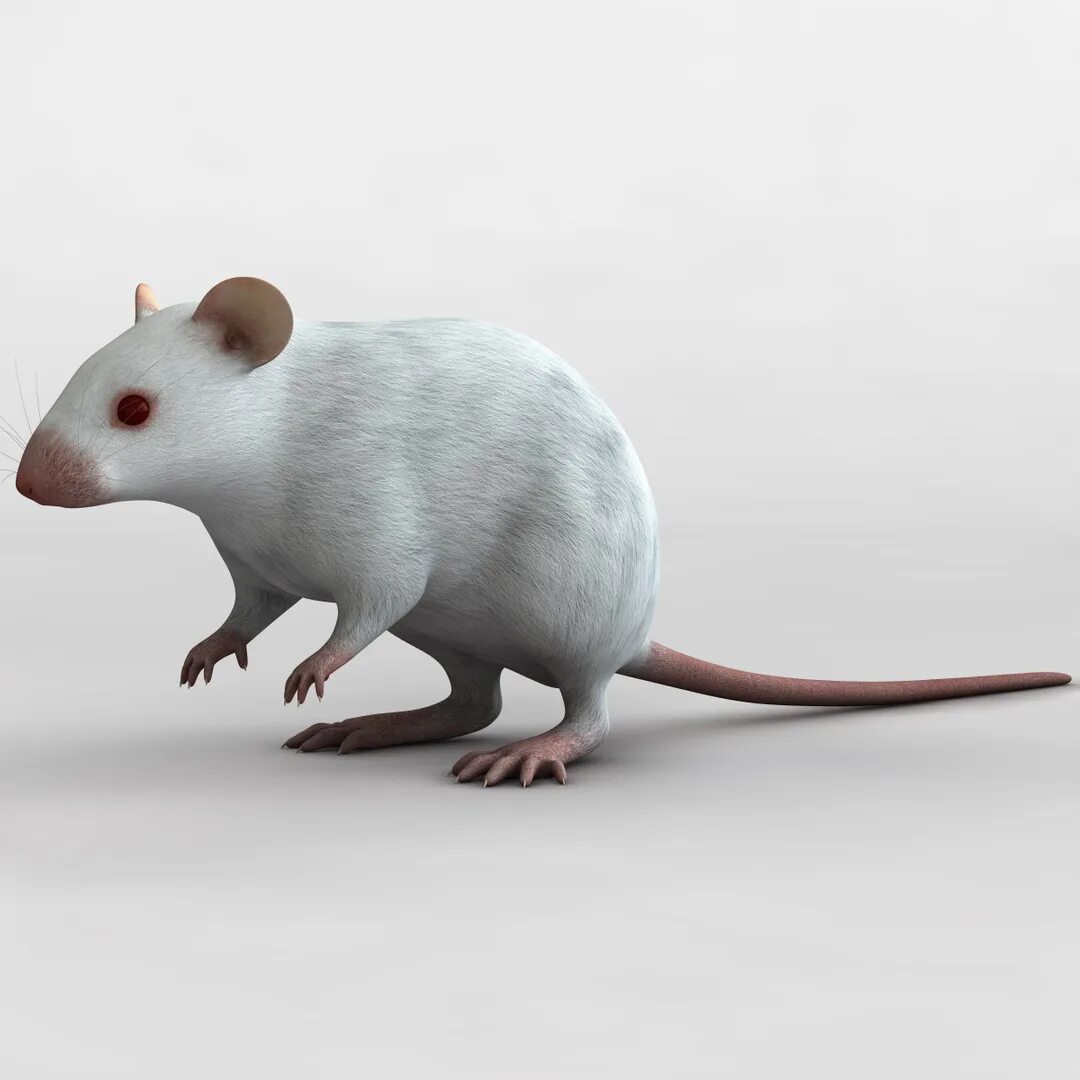 Модель mouse. Мышка 3ds max. мышь 3д модель. мышь 3d модель. мышь три д модель.