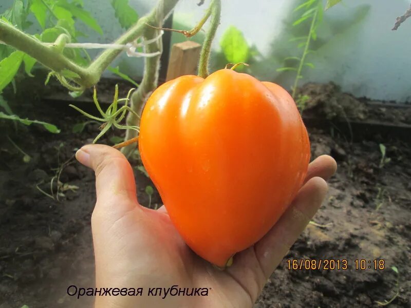 Сорт томата оранжевая клубника. Томат клубничка оранжевая. Томат земляника оранжевая. Клубника оранжевая сорт. Немецкая оранжевая клубника.