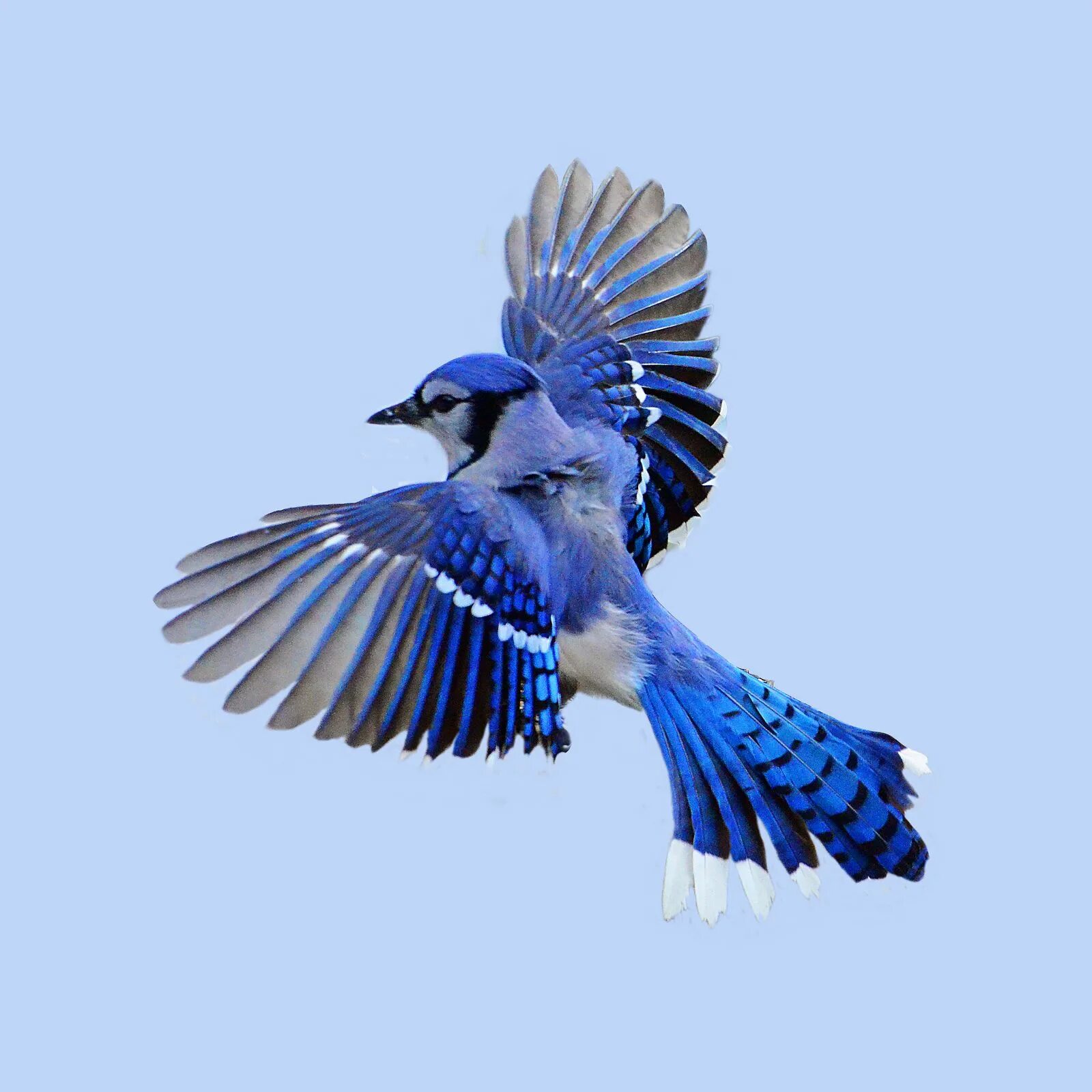 Включи bird. «Голубые сойки». Голубая Сойка в полете. Голубая Сойка Крылья. Голубая Сойка птица Блуджей.