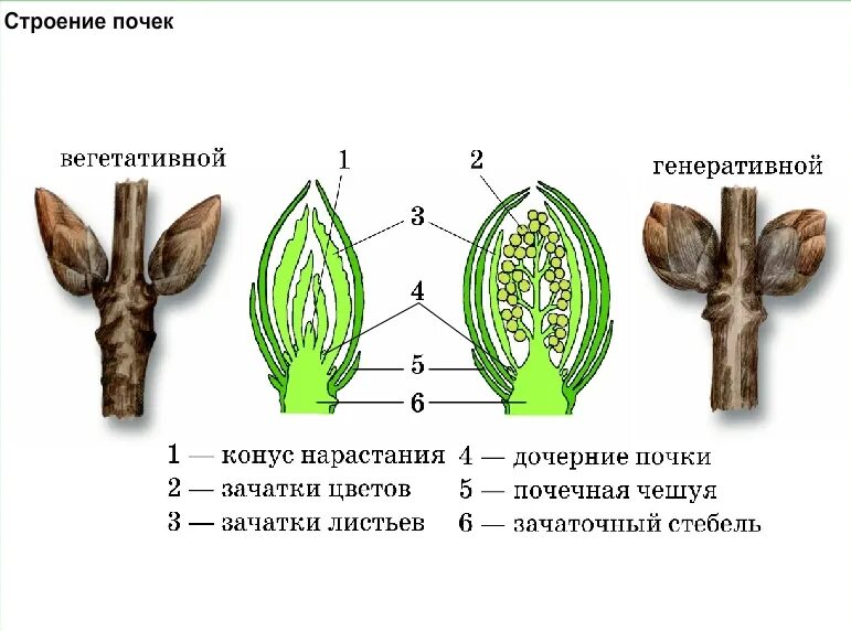 Почему почему называют зачаточным побегом