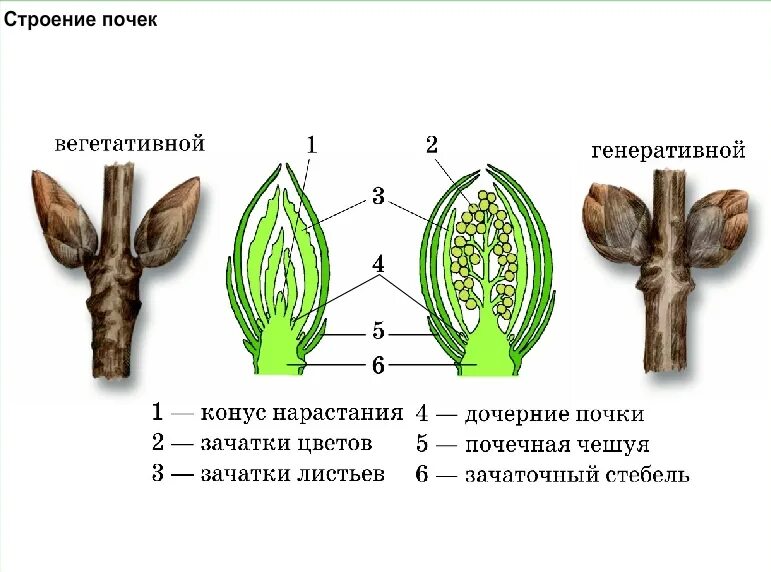 Строение вегетативной и генеративной почки. Строение почек растений вегетативная и генеративная. Вегетативная и генеративная почка рисунок. Строение генеративной почки. Побег состоящий из листьев почек называют