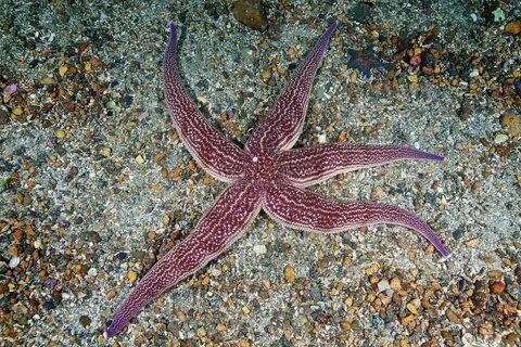 Амурская морская звезда