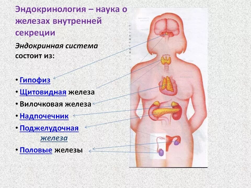 Эндокринология запись. .Система желез внутренней секреции. Функции. Эндокринная система железы секреции. Строение железы, эндокринной системы анатомия. Функции эндокринная система железы внутренней секреции.