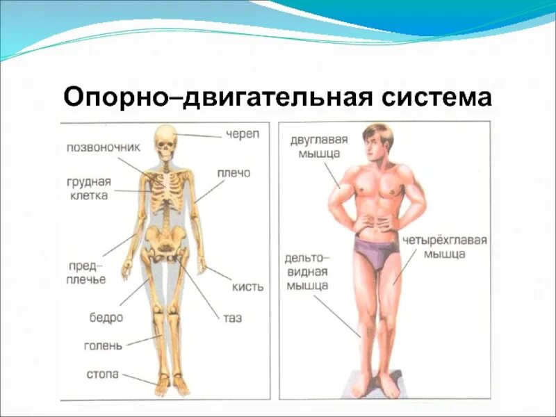 Строение органов опорно-двигательной системы человека. Система органов человека 4 класс окружающий. Схема опорно двигательной системы человека. Опорно-двигательная система человека 3 класс. Анатомия человека впр