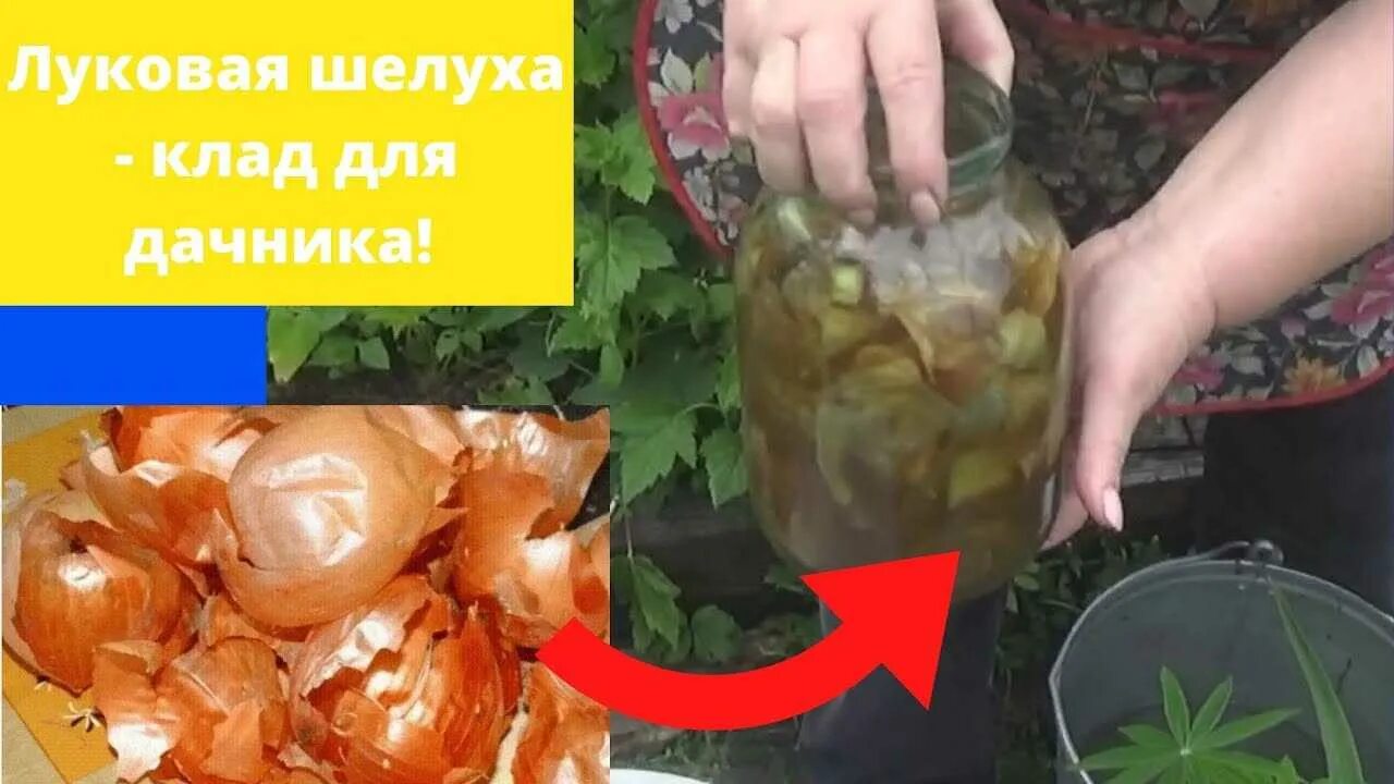 Как подкормить рассаду томатов луковой шелухой. Отвар луковой шелухи для рассады. подкормка томатов луковой шелухой. луковая шелуха для огорода.
