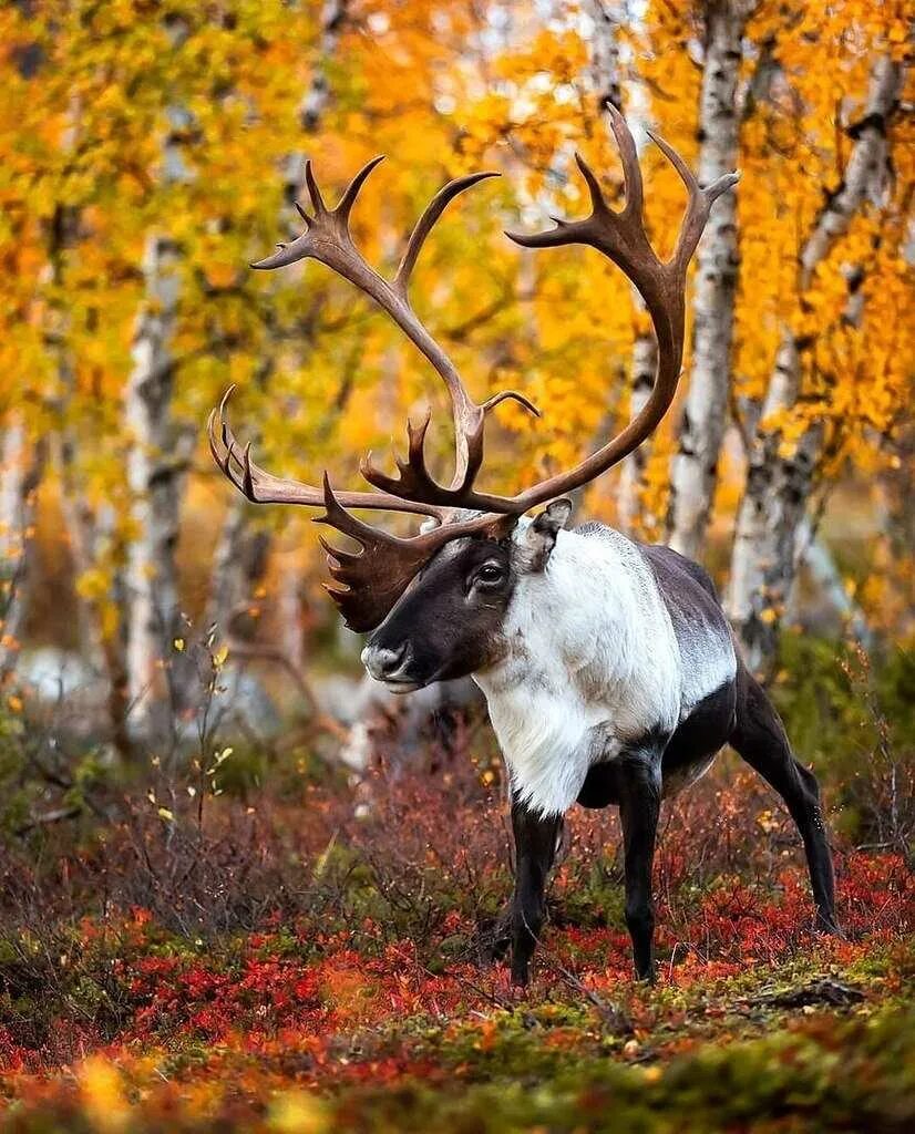Олень осенью. Осень природа животные. Красивые звери. Осень белка. Осень в горах.